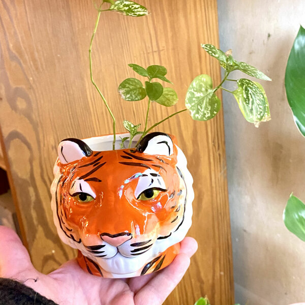TIGER Planter