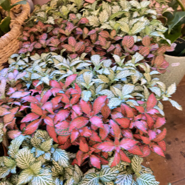 Fittonia (minbunt)